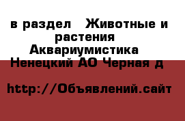  в раздел : Животные и растения » Аквариумистика . Ненецкий АО,Черная д.